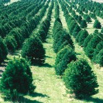 Christmas tree farm in Iowa.